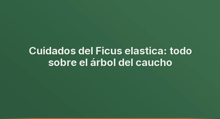 Cuidados del Ficus elastica: todo sobre el árbol del caucho
